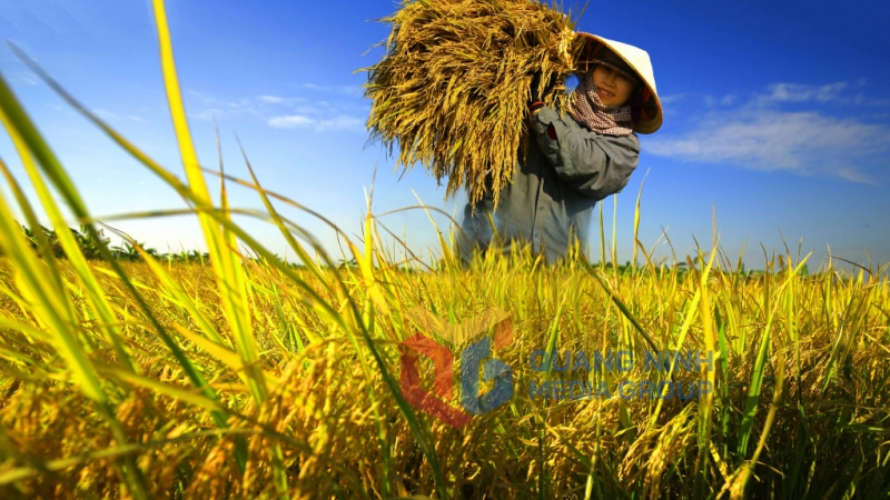 Niềm vui được mùa của người nông dân Hà Nam (11-2021). Ảnh: Vũ Bích Cương