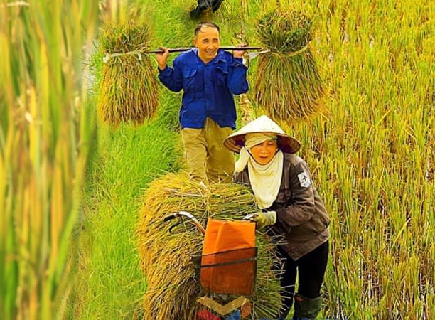 Người dân Hà Nam vui mừng gánh lúa về (11-2021). Ảnh Ảnh Vũ Bích Cương