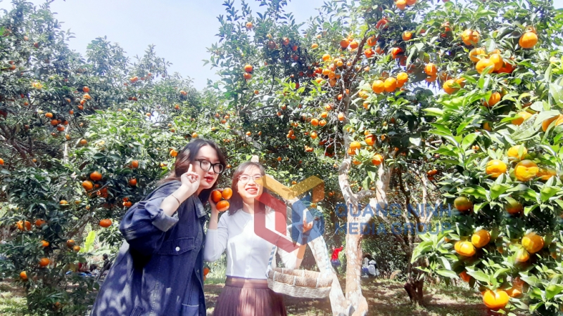 Du khách tham quan vườn cam Vạn Yên (xã Vạn Yên, Vân Đồn) (1-2022). Ảnh: Tạ Quân