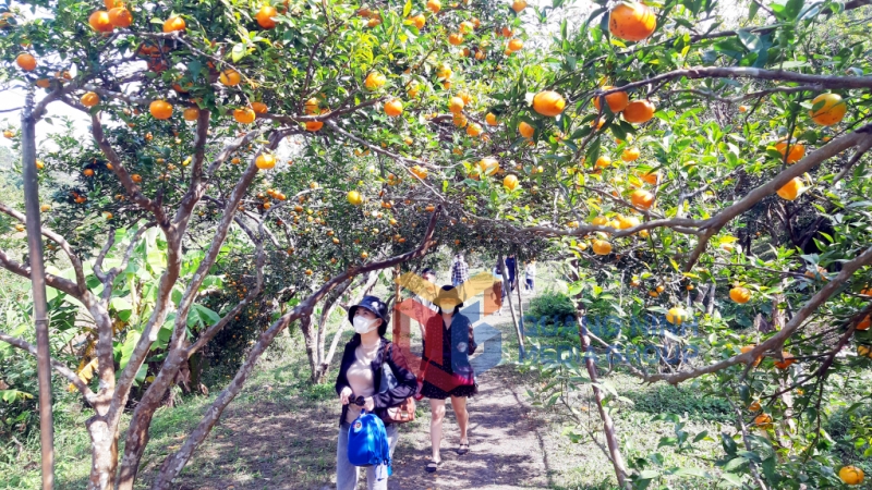 Du khách tham quan vườn cam Vạn Yên (xã Vạn Yên, Vân Đồn) (1-2022). Ảnh: Tạ Quân
