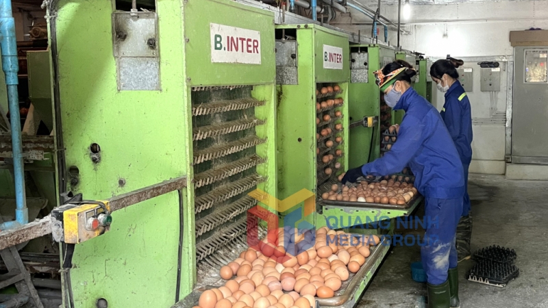 Công nhân Công ty CP Khai thác khoáng sản Thiên Thuận Tường (TP Cẩm Phả) thu hoạch trứng gà Ai Cập (1-2022). Ảnh: Cao Quỳnh