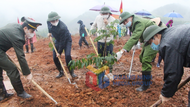 Trong ngày đầu tiên hưởng ứng Tết trồng cây năm 2022, tại huyện Ba Chẽ đã trồng được gần 4.000 cây lim, giổi (2-2022). Ảnh: Thu Chung