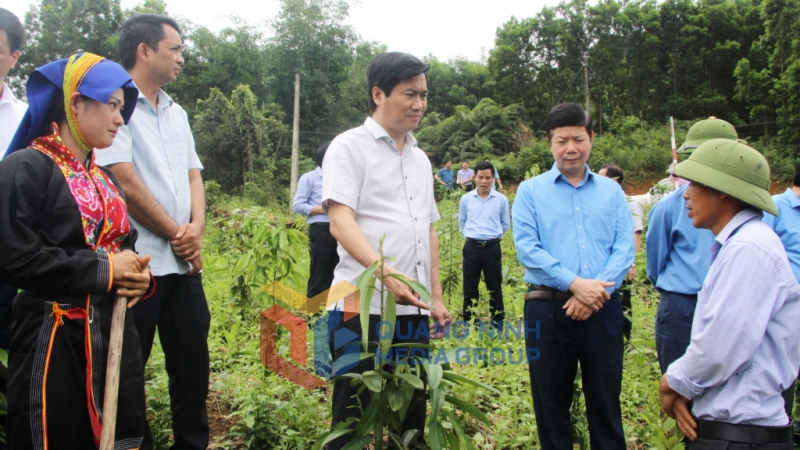 Đồng chí Nguyễn Tường Văn, Chủ tịch UBND tỉnh kiểm tra mô hình trồng cây quế của Hợp tác xã Nông lâm nghiệp và Dịch vụ Ba Chẽ (5-2022). Ảnh: Thu Chung