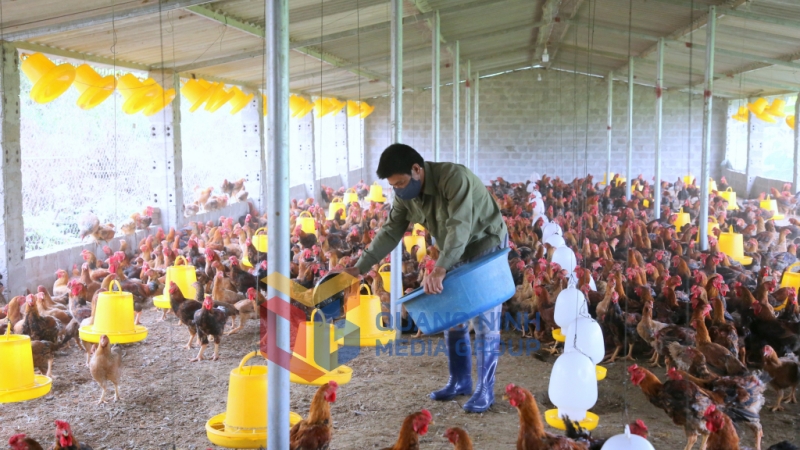 Mô hình chăn nuôi gà Tiên Yên và gà Hồ thương phẩm - một trong những mô hình kinh tế tiêu biểu của thôn Đông Dương, xã Đông Ngũ (6-2022). Ảnh: Minh Hà