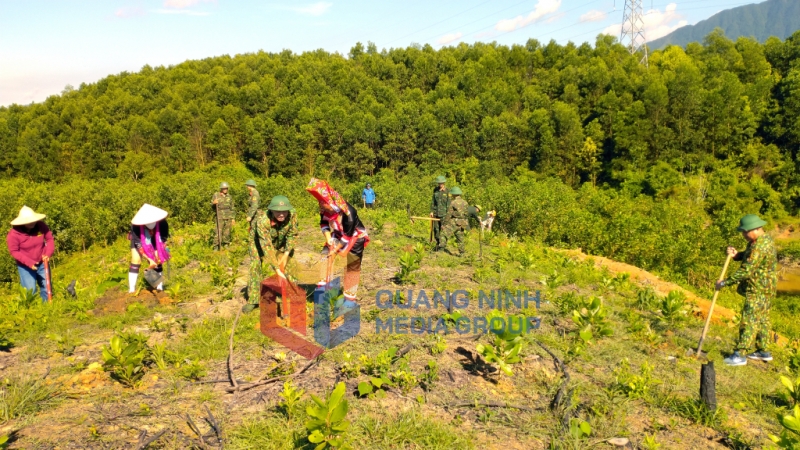 LLVT huyện phối hợp với Trung đoàn 43, Sư đoàn 395 và xã Quảng Tân ra quân triển khai trồng rừng gỗ lớn (9-2022). Ảnh: Quốc Nghị (TTTT-VH huyện Đầm Hà)