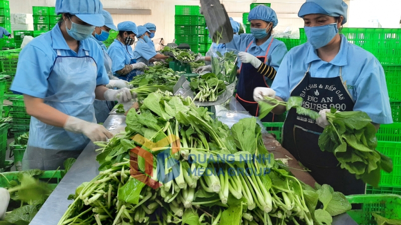 Phân loại, đóng gói rau xanh ở Khu nông nghiệp ứng dụng công nghệ cao VinEco tại TX Đông Triều (9-2022). Ảnh: Việt Hoa