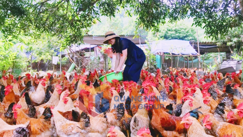 Mô hình nuôi gà thương phẩm mang lại hiệu quả cao của người dân thôn Đá Trắng, xã Thống Nhất (10-2022). Ảnh: Nguyễn Thanh