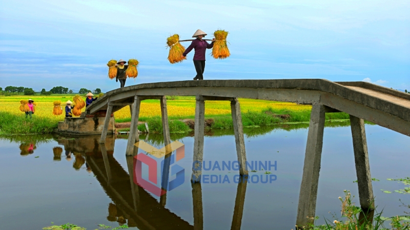 Người nông dân dảo Hà Nam gánh lúa về. Ảnh: Dương Văn Toàn