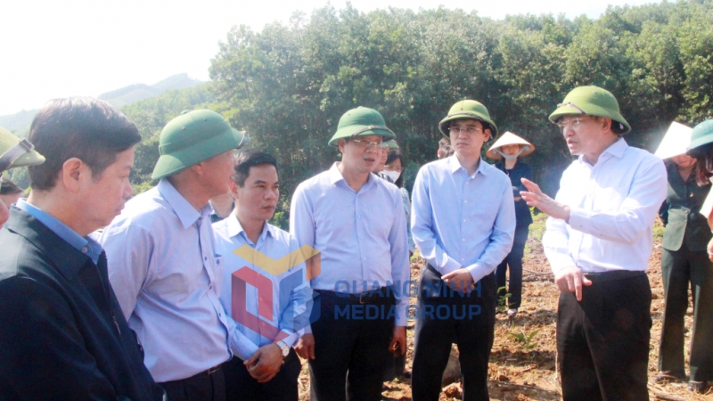 Đồng chí Nguyễn Xuân Ký, Ủy viên Trung ương Đảng, Bí thư Tỉnh ủy, Chủ tịch HĐND tỉnh kiểm tra mô hình trồng cây gỗ lớn trên địa bàn huyện Ba Chẽ (10-2022). Ảnh: Thu Chung