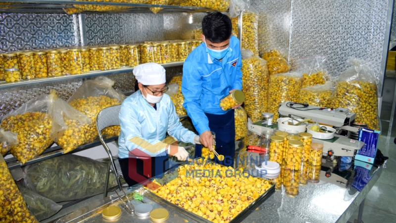 Đóng hộp trà hoa vàng tại HTX Dược liệu Trà hoa vàng Ba Chẽ (11-2022). Ảnh: Công Thành