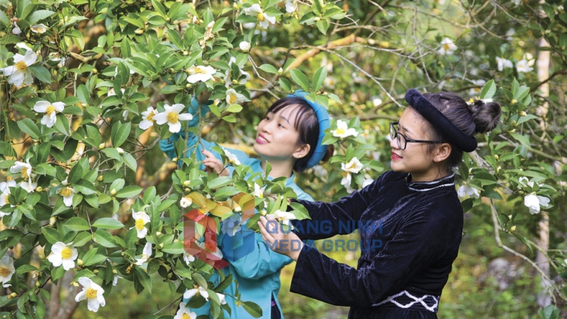 Thiếu nữ dân tộc Tày (huyện Bình Liêu) trong rừng hoa sở. Ảnh: Hùng Sơn