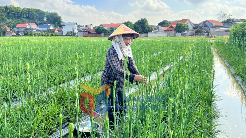 Mô hình trồng hoa tại xã Hồng Phong cho thu nhập cao (2-2023). Ảnh: Thanh Hằng