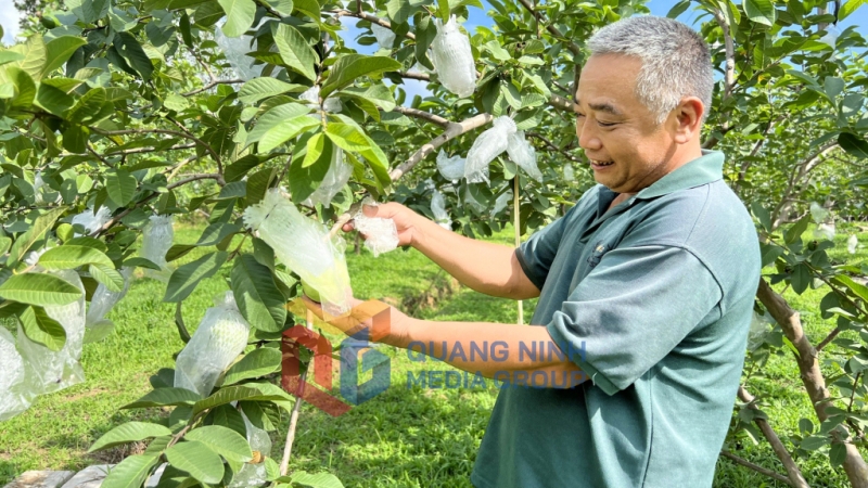 Mô hình trồng cây ổi lai lê theo tiêu chuẩn VietGAP của người dân thôn Thượng Thông, xã Hồng Thái Đông cho hiệu quả kinh tế cao (2-2023). Ảnh: Hoàng Anh