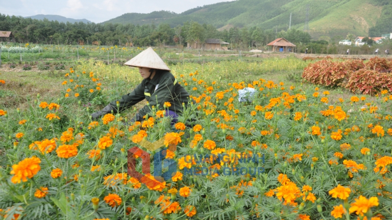 Chăm sóc hoa tại làng hoa Quảng La. Ảnh: Minh Hà