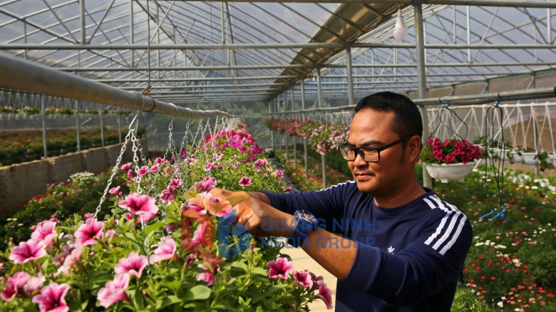 Nông dân phường Hoành Bồ (TP Hạ Long) làm giàu từ mô hình trồng hoa lan công nghệ cao (3-2023). Ảnh: Hùng Sơn