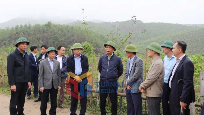 Đoàn công tác cũng khảo sát mô hình trồng rừng tại xã Sơn Dương, TP Hạ Long (3-2023). Ảnh: Thu Chung