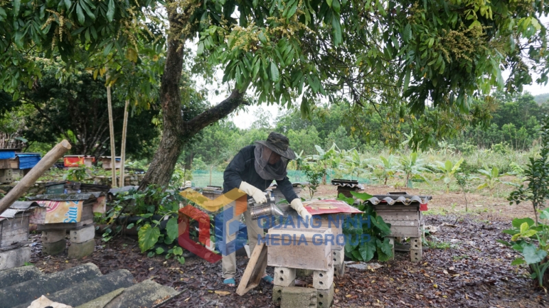 Mô hình nuôi ong thương phẩm góp phần nâng cao thu nhập cho người dân xã Dương Huy (TP Cẩm Phả) (3-2023). Ảnh: Cao Quỳnh