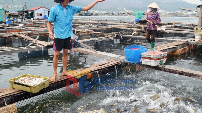 Người dân nuôi cá giò tại khu vực Bến Do (TP Cẩm Phả). Ảnh: Việt Hoa