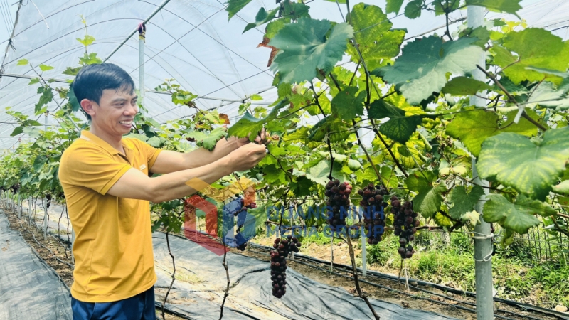 Mô hình trồng nho của người dân thôn Ba Xã, xã An Sinh, Đông Triều (7-2023). Ảnh: Trung Anh