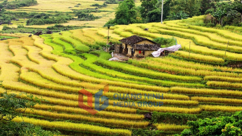 Ruộng bậc thang. Ảnh: Dương Phượng Đại