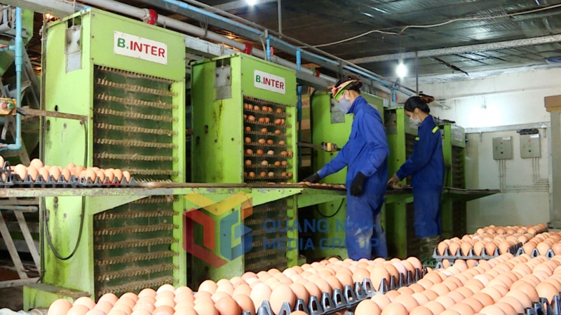 Kiểm tra sản phẩm trứng gà tại Công ty CP Khai thác khoáng sản Thiên Thuận Tường (8-2023). Ảnh: Nguyễn Hoa