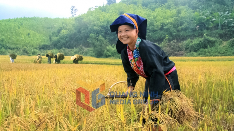 Mùa gặt ở xã Đồn Đạc, huyện Ba Chẽ. Ảnh Cấn Đình Loan (CTV)