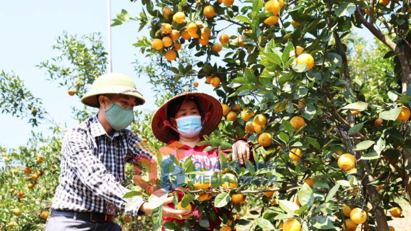 2021-12_Cán bộ xã Vạn Yên, huyện Vân Đồn đến thăm và hướng dẫn cách chăm sóc, thu hoạch cho người trồng cam. Ảnh: Minh Đức