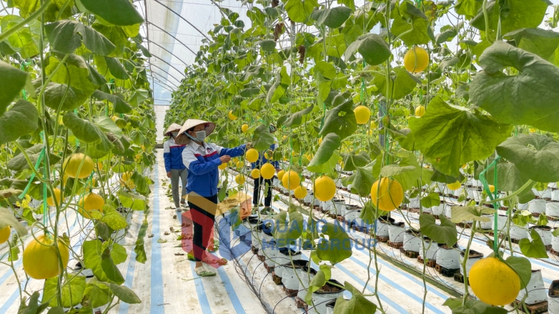 2023-10_Mô hình trồng dưa lưới trong nhà màng của Công ty CP Thương mại và Xây dựng Đầm Hà (huyện Đầm Hà). Ảnh: Hoàng Giang