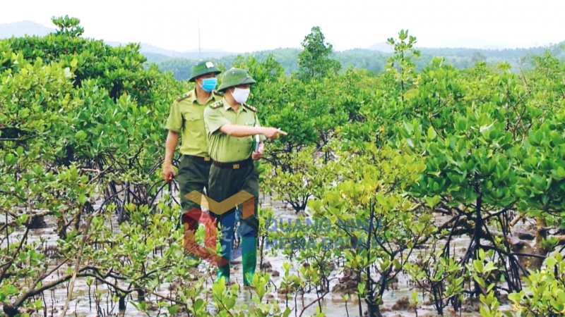 2023-12_Cán bộ Hạt Kiểm lâm TP Móng Cái kiểm tra diện tích rừng ngập mặn trên địa bàn. Ảnh: Nguyễn Thanh