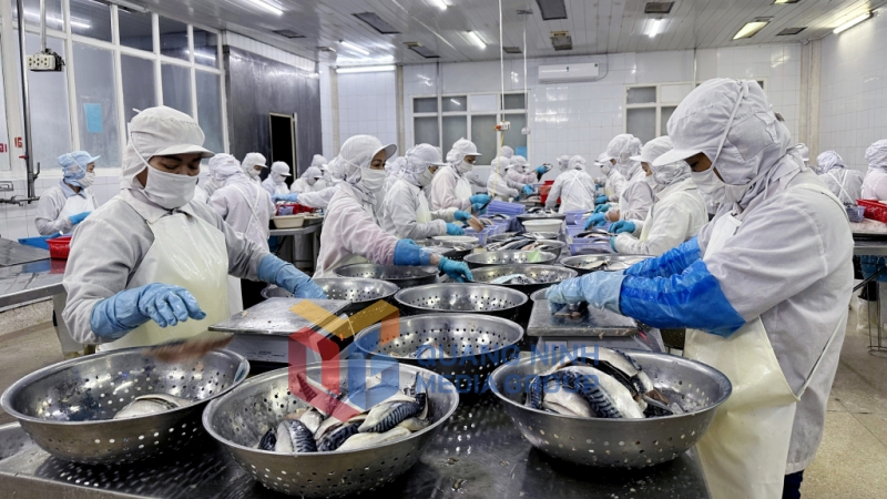 2023-12_Công nhân Công ty CP Xuất nhập khẩu thủy sản Quảng Ninh sơ chế sản phẩm. Ảnh: Cao Quỳnh