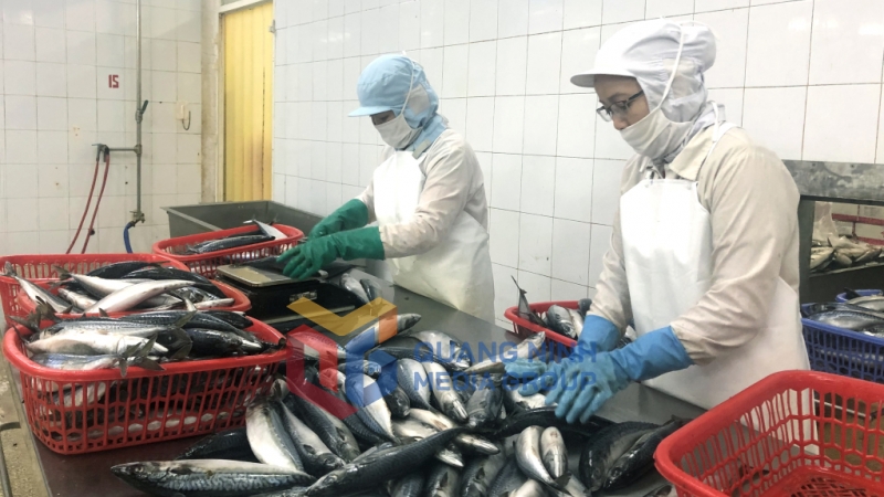 Hoạt động sản xuất tại Công ty CP XNK Thủy sản Quảng Ninh (7-2023). Ảnh: Hiểu Trân