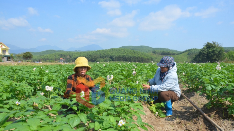 2024-01_Người dân xã Đông Hải, huyện Tiên Yên trồng khoai tây. Ảnh: Lan Anh