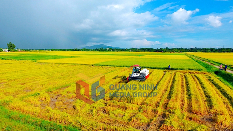 2024-02_Thu hoạch lúa vụ mùa trên cánh đồng xã Nguyễn Huệ. Ảnh: Nguyễn Thanh