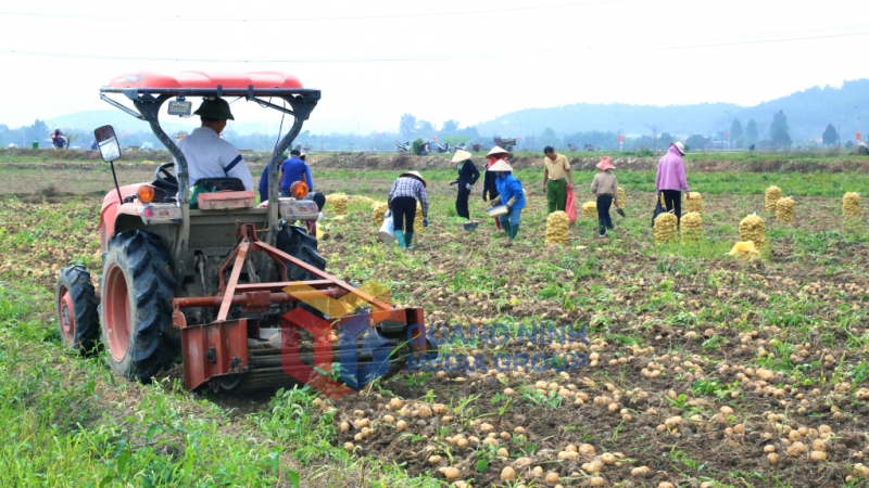 Nông dân xã Bình Dương (TX Đông Triều) xuống đồng thu hoạch khoai tây Atlantic (2-2024). Ảnh: Nguyễn Thanh