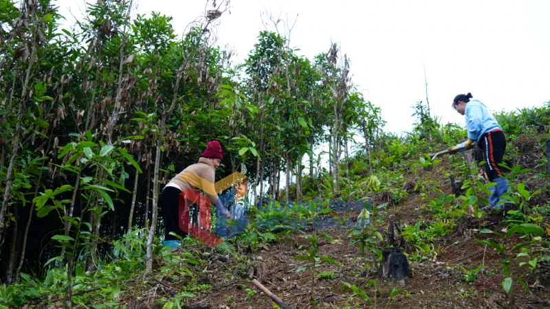 Người dân thôn Mào Sán Cáu (xã Quảng An) chăm sóc cây quế mới xuống giống (3-2024). Ảnh: Minh Yến