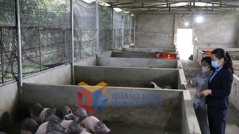 Đoàn khảo sát quy trình chăn nuôi lợn hữu cơ tại trang trại Tuấn Liên, phường Hải Yên (Móng Cái) (3-2024). Ảnh Hữu Việt