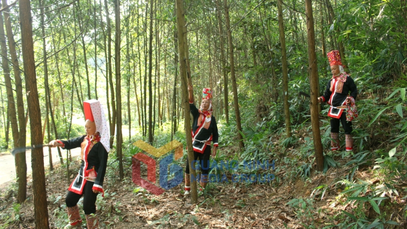 Người dân xã Quảng Sơn, huyện Hải Hà chăm sóc rừng trồng (3-2024). Ảnh: Quế Ninh