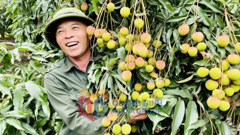 Niềm vui được mùa vải của người dân phường Phương Nam (5-2024). Ảnh: Việt Hoa