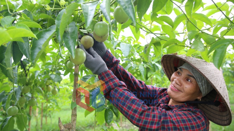 Nông dân HTX Nông nghiệp tổng hợp Trường Giang (huyện Đầm Hà) thu hoạch chanh leo (6-2024). Ảnh: Minh Đức