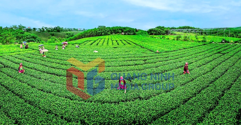 Chè Đường Hoa Hải Hà (8-2024). Ảnh: Anh Tuấn (Phòng VHTT huyện Hải Hà)