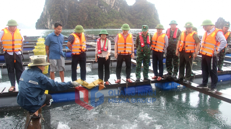 Đồng chí Phó Bí thư Thường trực Tỉnh ủy, đến thăm HTX Nuôi trồng thủy sản và Dịch vụ thương mại XNK Phúc Nam tại hòn Ông Cụ, phường Cẩm Đông (TP Cẩm Phả), còn sót lại sau bão số 3 (9-2024). Ảnh: Mạnh Trường