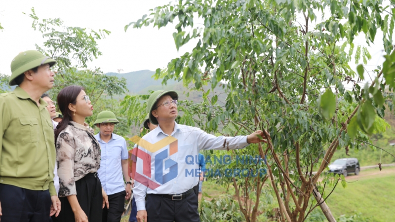 Chủ tịch UBND tỉnh kiểm tra khu vực trồng rừng gỗ lớn (9-2024). Ảnh: Đỗ Phương