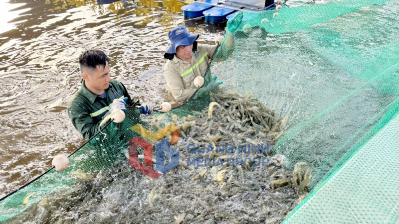 Thu hoạch tôm nuôi công nghiệp tại HTX Nuôi trồng thủy sản công nghệ cao Cẩm Phả (10-2024). Ảnh: Mạnh Trường