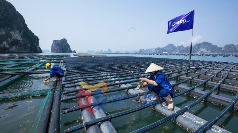 Mô hình trang trại trồng rong kết hợp nuôi hàu Thái Bình Dương và du lịch trải nghiệm tại đảo Phất Cờ (huyện Vân Đồn) (4-2024). Ảnh: Hoàng Nga