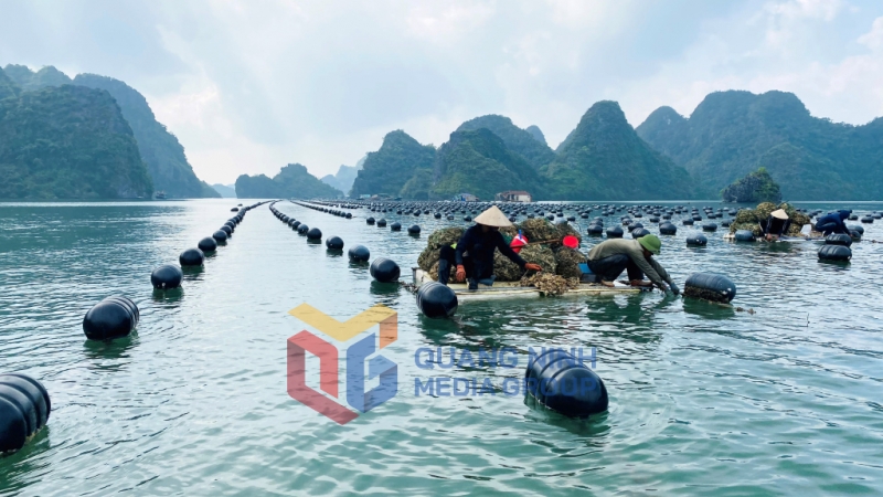 Ngư dân nuôi hàu (10-2024). Ảnh: Hải Hà