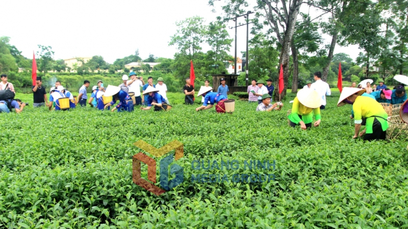 2023-08_Lễ hội Trà Đường Hoa năm 2023- Thi hái chè trong ngày hội. Ảnh Anh Vũ