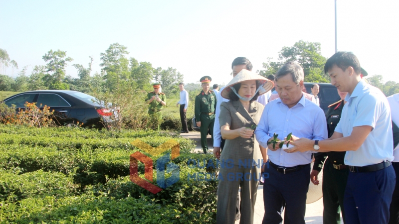 Đồng chí Vũ Đại Thắng, Ủy viên Trung ương Đảng, Bí thư Tỉnh ủy, thăm mô hình trồng chè tại xã Quảng Long 11-2024). Ảnh: Mạnh Trường