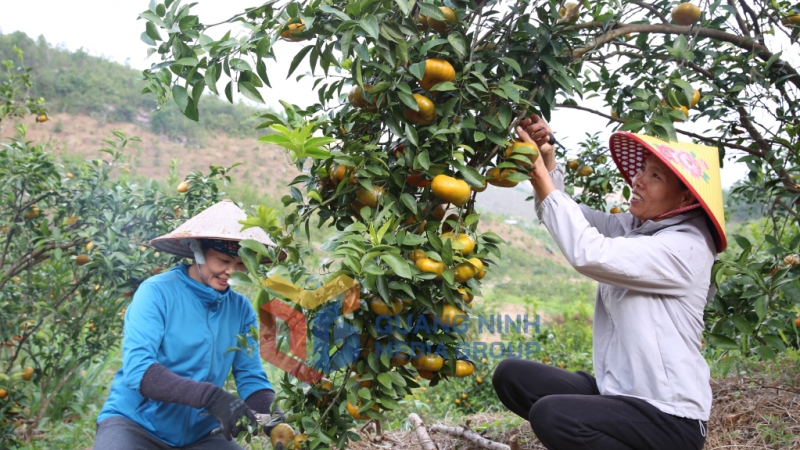 Cam Vạn Yên (huyện Vân Đồn) là sản phẩm OCOP 3 sao, có vị ngọt thanh, mát (12-2024). Ảnh: Minh Đức