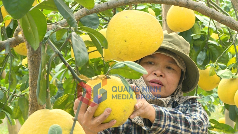 2025-01_Người dân xã Việt Dân, TP Đông Triều bắt đầu thu hoạch giống bưởi tép xanh. Ảnh: Hải Hà