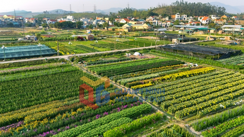 2025-01_Đồng Chè là làng hoa nổi tiếng của TP Hạ Long. Ảnh: Hùng Sơn